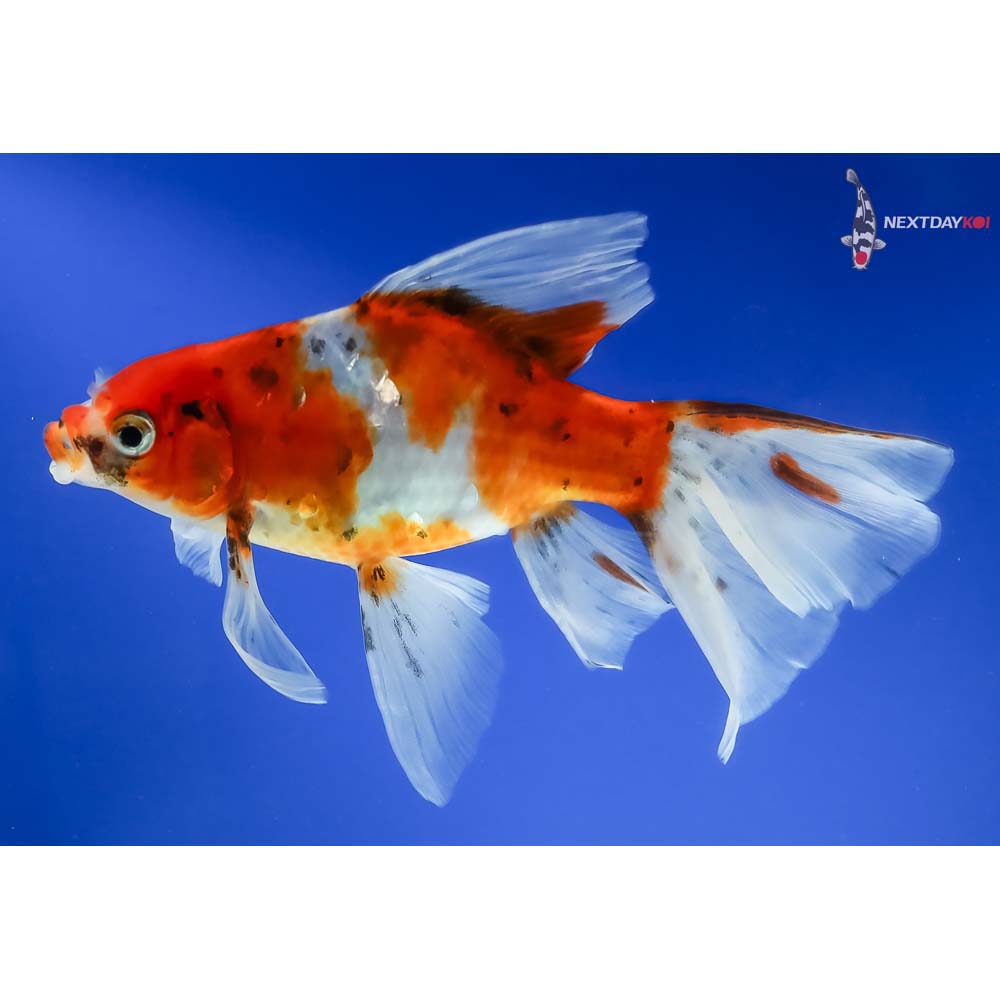 6” Imported Bristol Shubunkin - Image 2