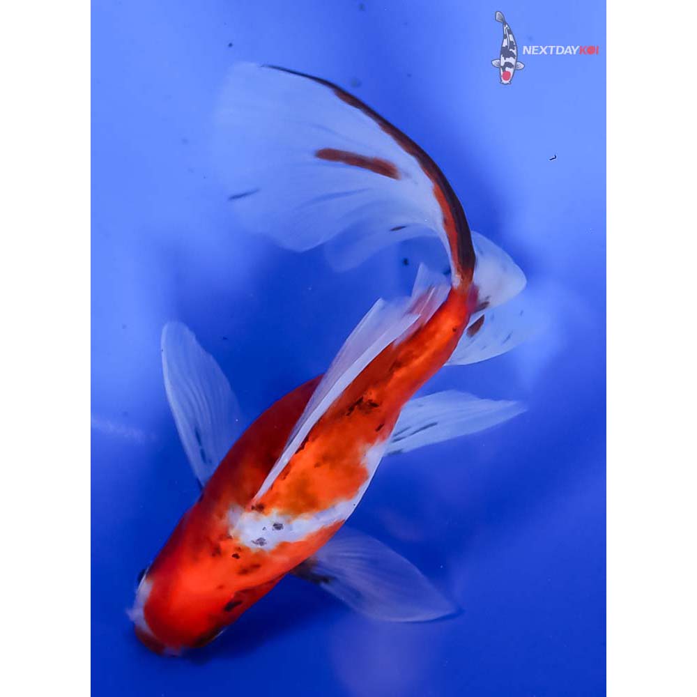 6” Imported Bristol Shubunkin - Image 3