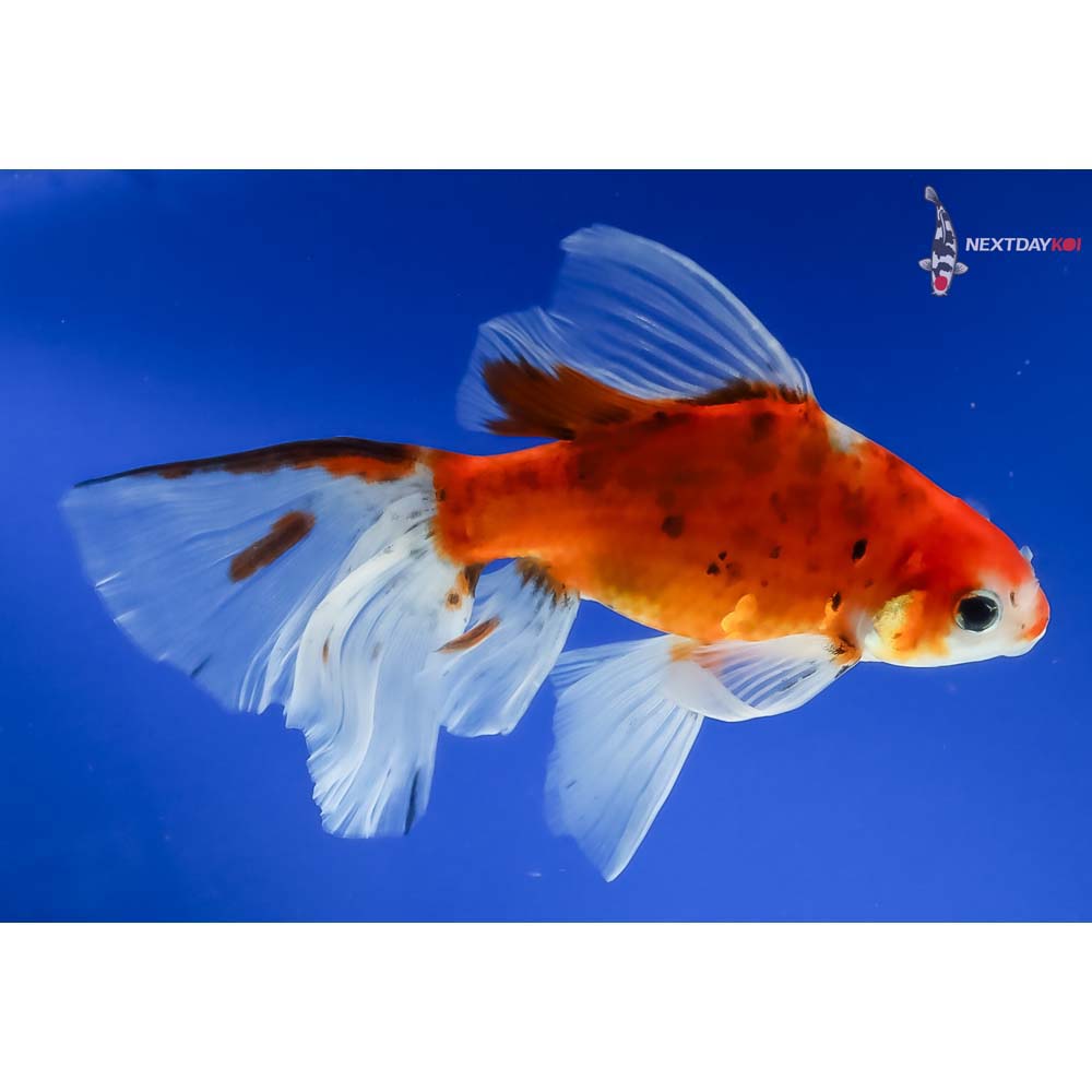 6” Imported Bristol Shubunkin - Image 4