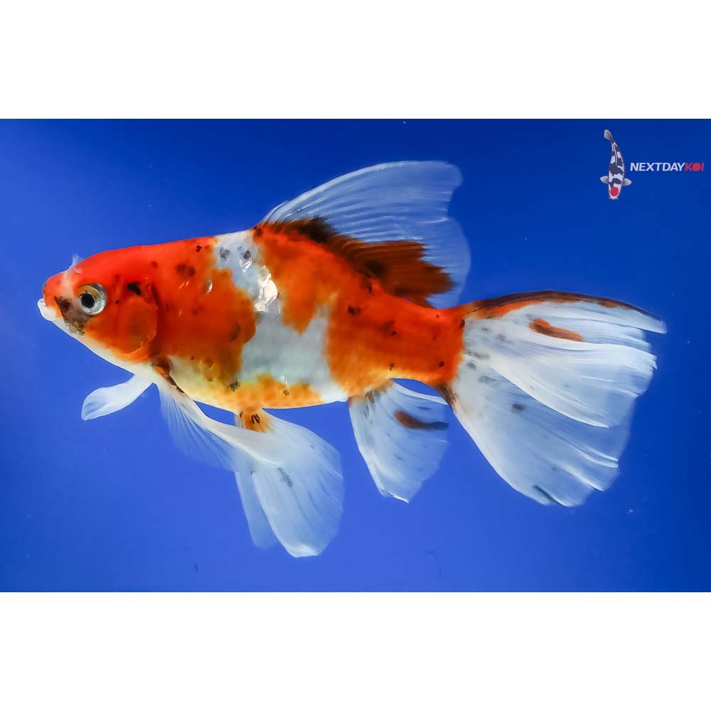 6” Imported Bristol Shubunkin - Image 5