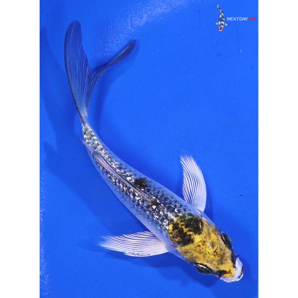 3.5” Imported Gin Rin Kujaku Butterfly Koi - Image 3