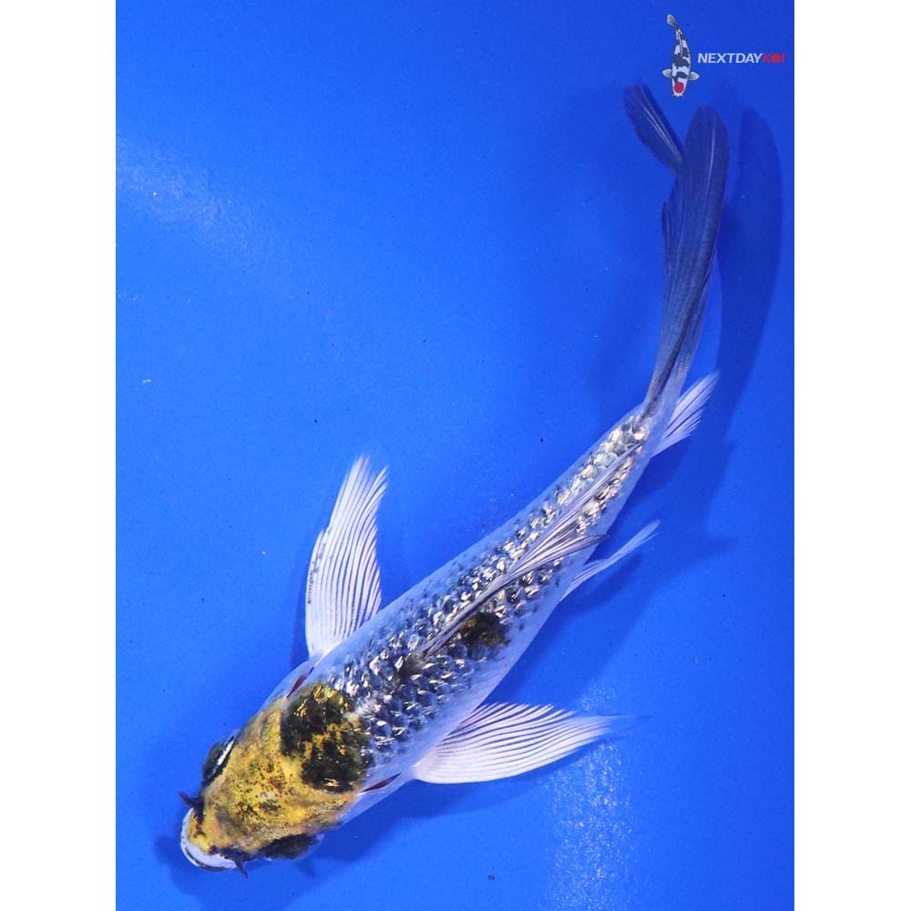3.5” Imported Gin Rin Kujaku Butterfly Koi - Image 5