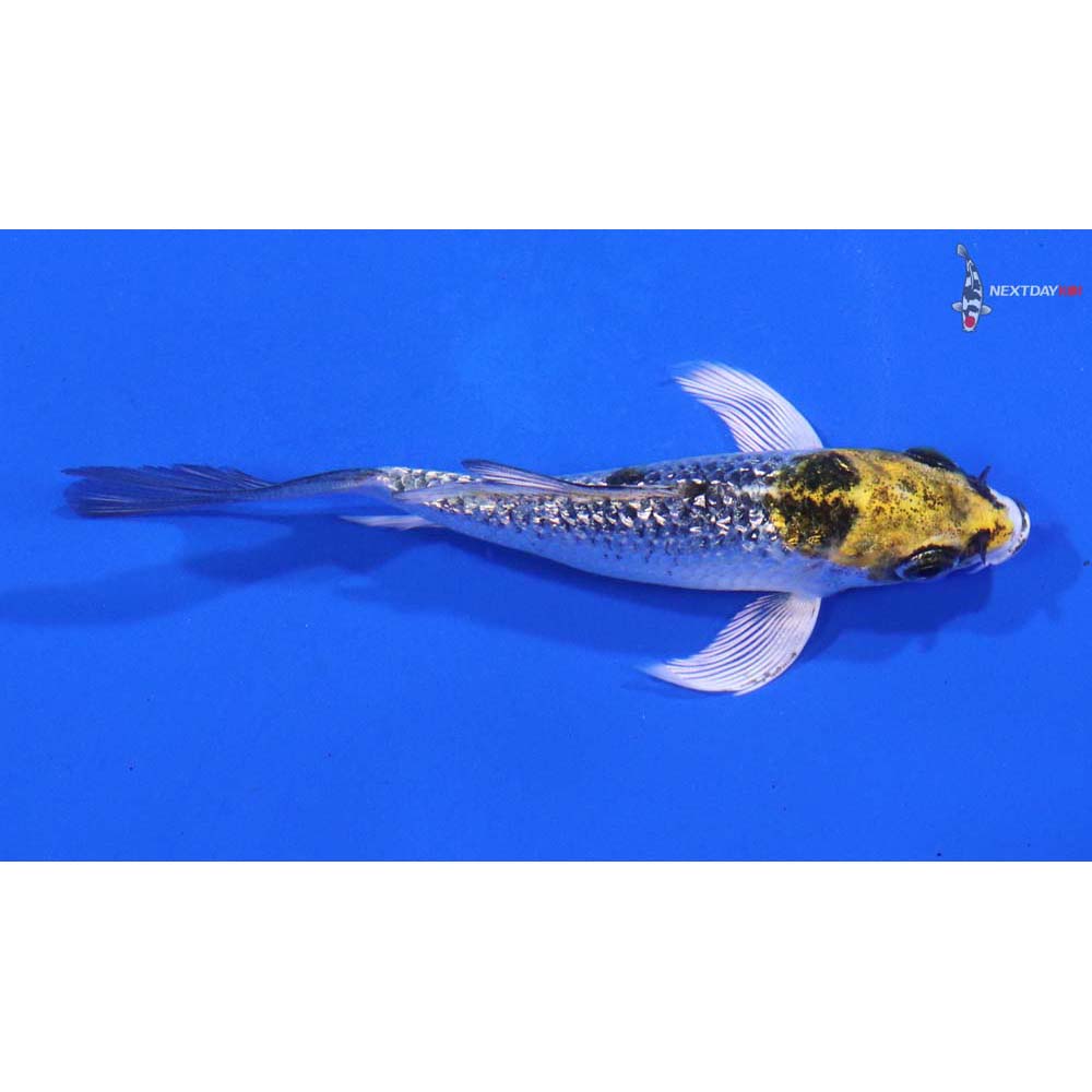 3.5” Imported Gin Rin Kujaku Butterfly Koi - Image 2