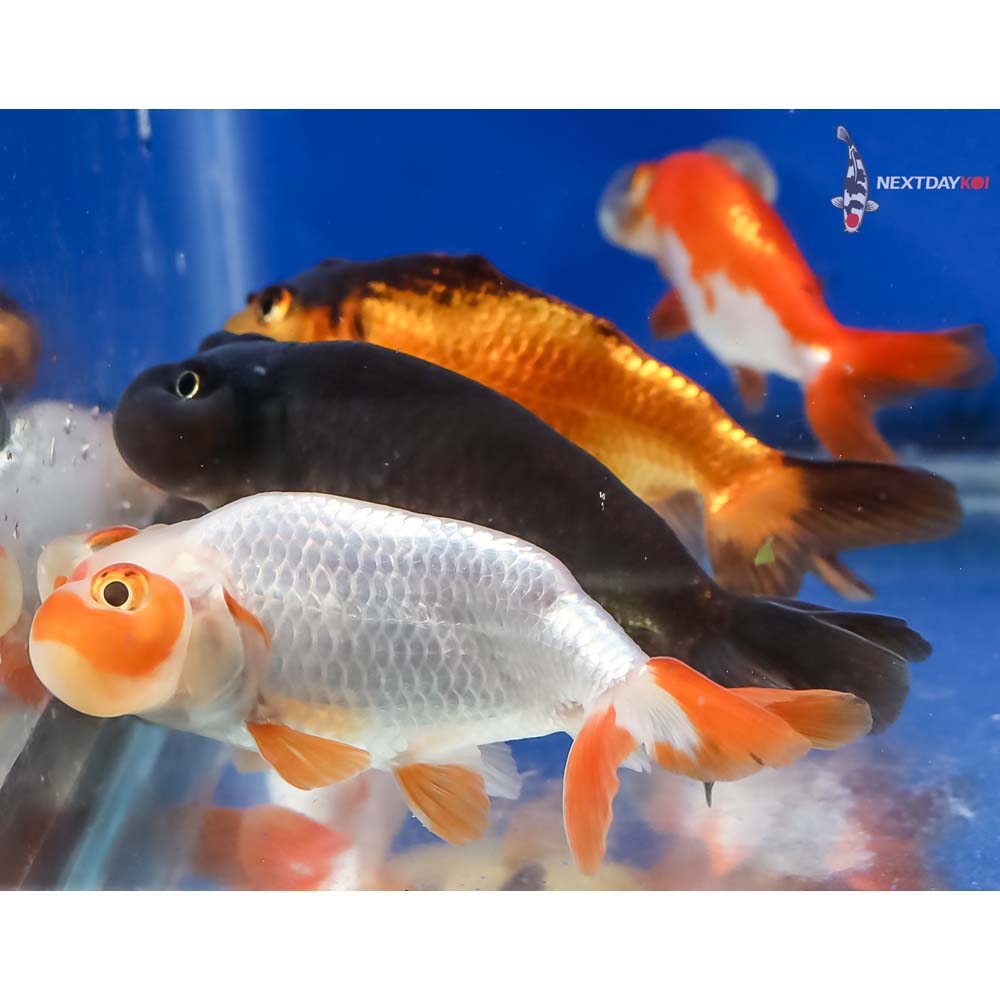 Lot of (5) 2-3” Imported Assorted Bubble Eye - Image 2