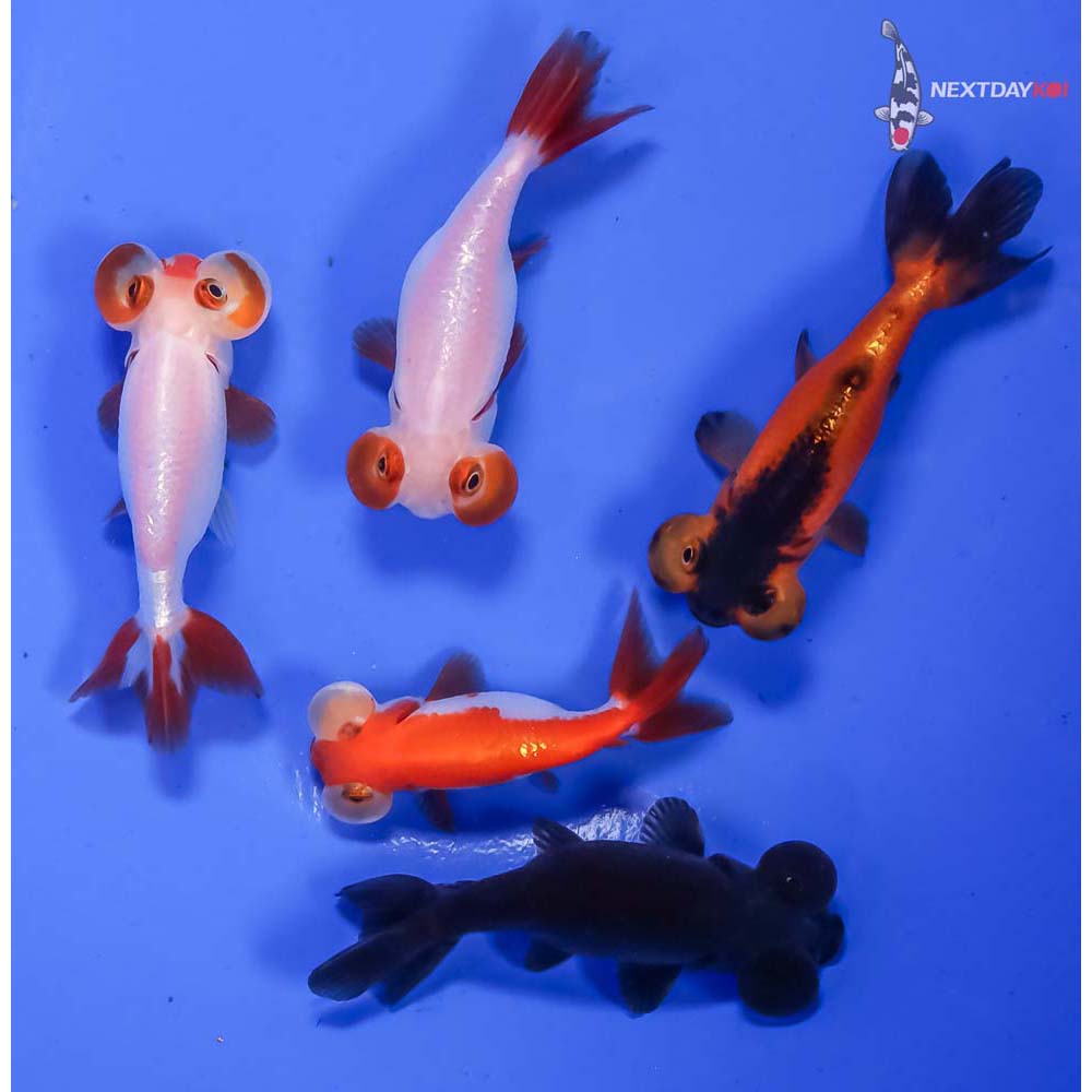 Lot of (5) 2-3” Imported Assorted Bubble Eye - Image 3