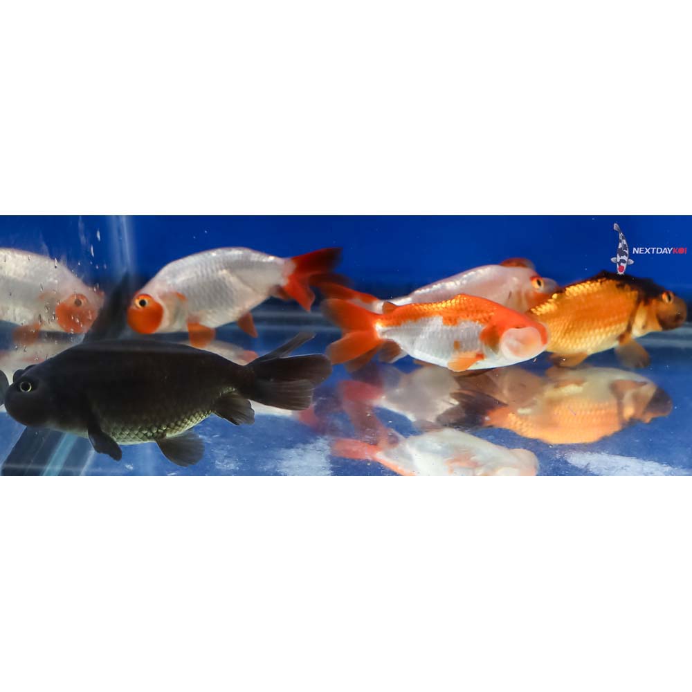 Lot of (5) 2-3” Imported Assorted Bubble Eye - Image 4