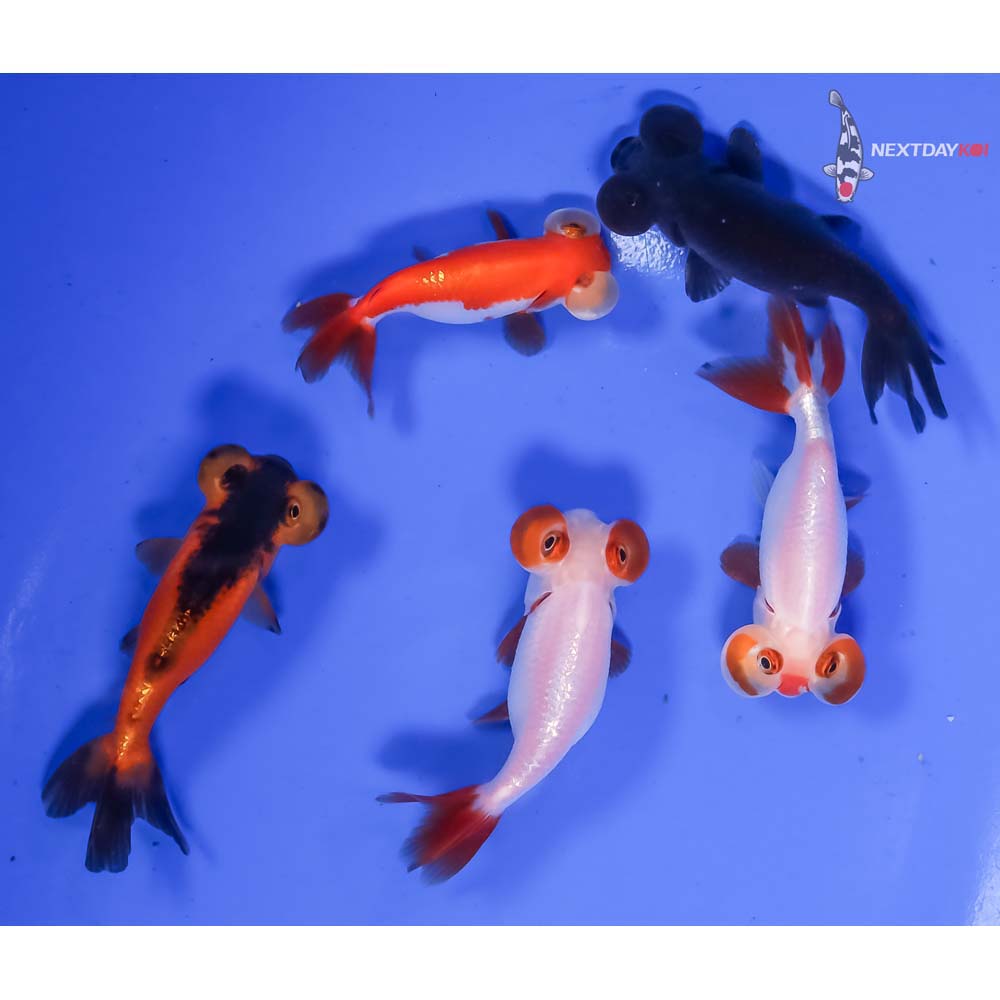 Lot of (5) 2-3” Imported Assorted Bubble Eye - Image 5