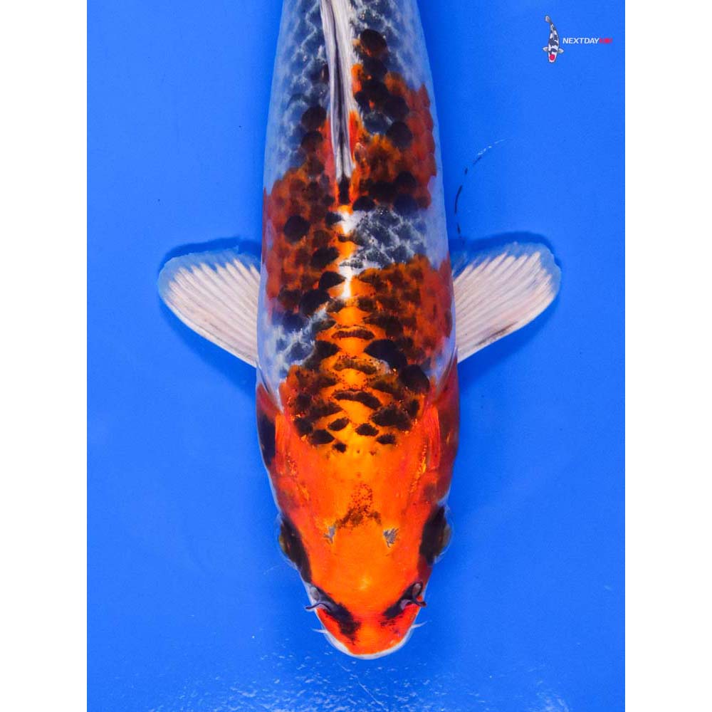 8” Imported Kujaku - Image 2