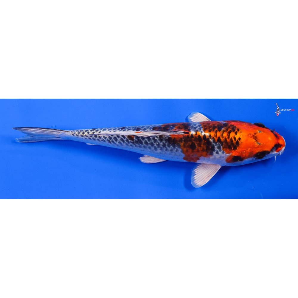 8” Imported Kujaku - Image 3