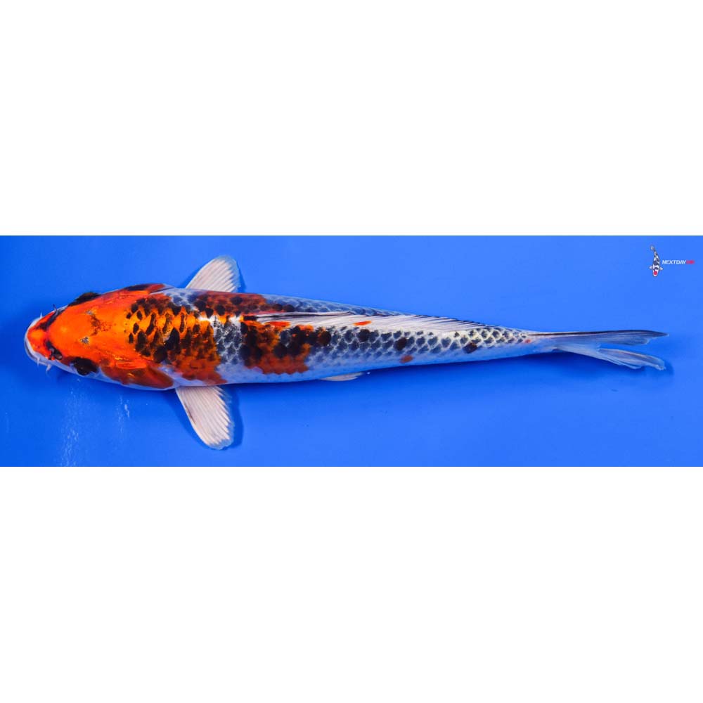 8” Imported Kujaku - Image 5