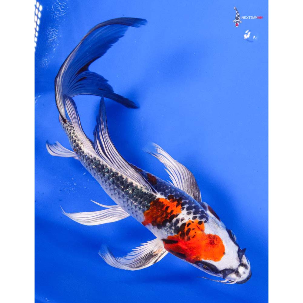 6.5” Imported Kujaku Butterfly Koi