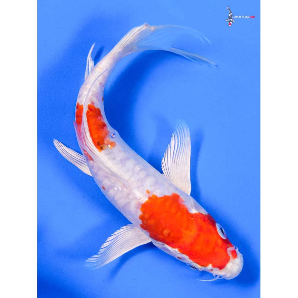 7” Imported Kikusui Butterfly Koi