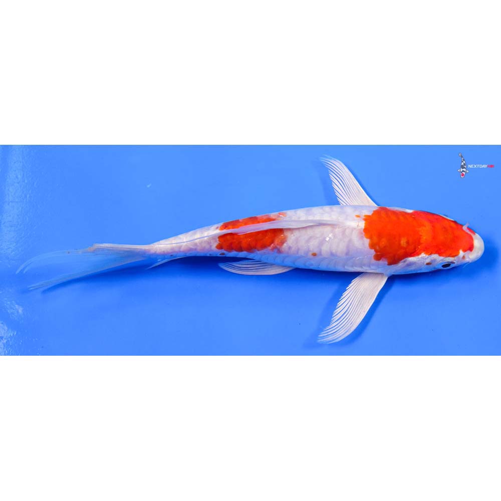 7” Imported Kikusui Butterfly Koi - Image 2