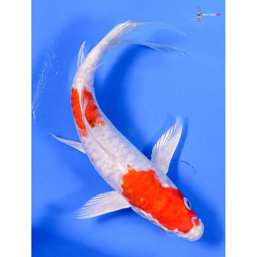 7” Imported Kikusui Butterfly Koi - Image 3