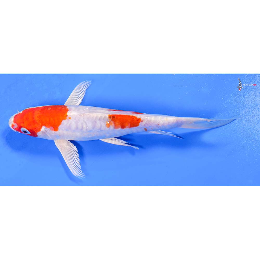 7” Imported Kikusui Butterfly Koi - Image 4