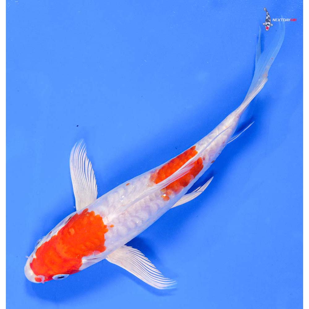 7” Imported Kikusui Butterfly Koi - Image 5