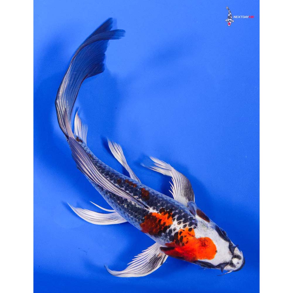 6.5” Imported Kujaku Butterfly Koi - Image 3