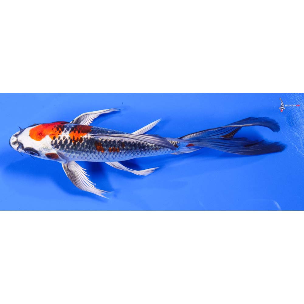 6.5” Imported Kujaku Butterfly Koi - Image 4