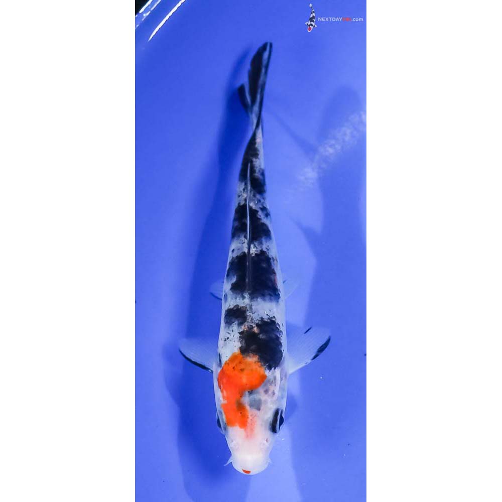 5.5” Imported Sanke