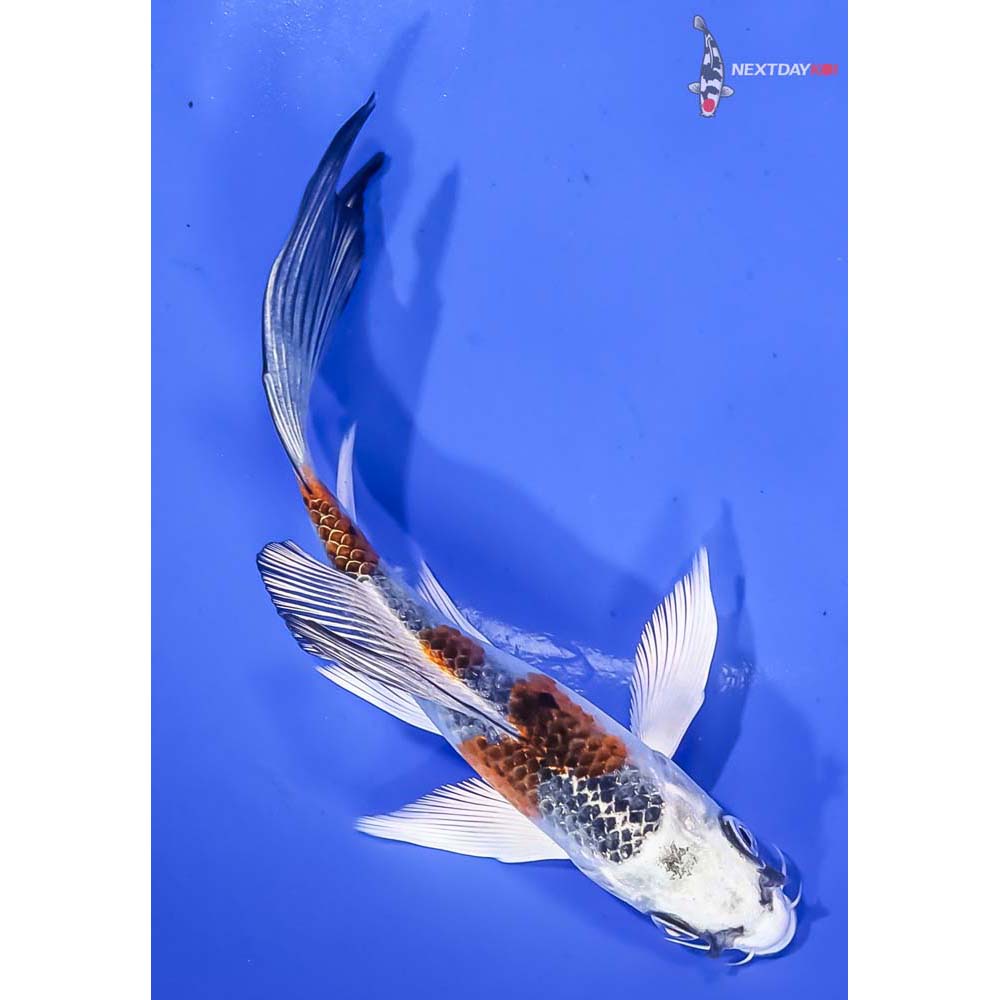5.5” Imported Kujaku Butterfly Koi - Image 3