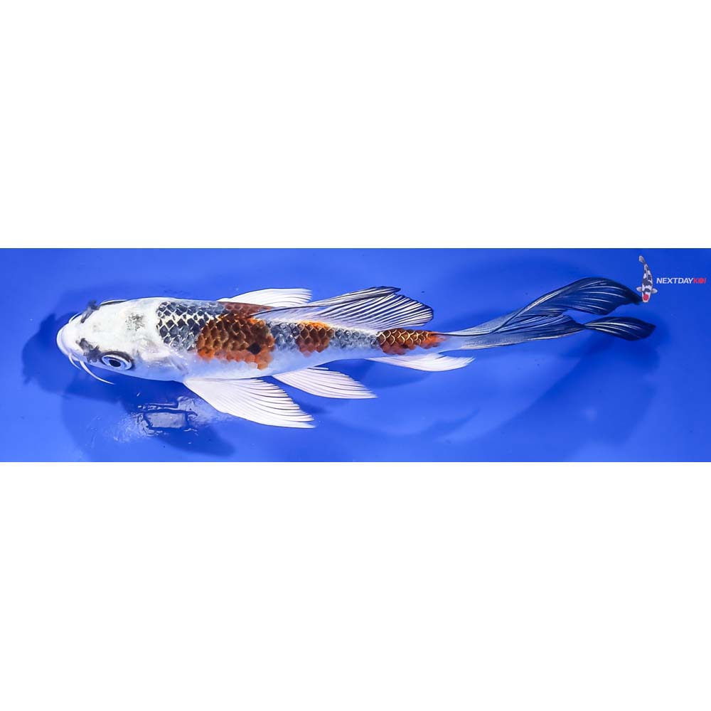 5.5” Imported Kujaku Butterfly Koi - Image 4