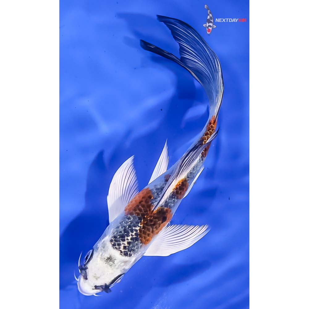 5.5” Imported Kujaku Butterfly Koi - Image 5