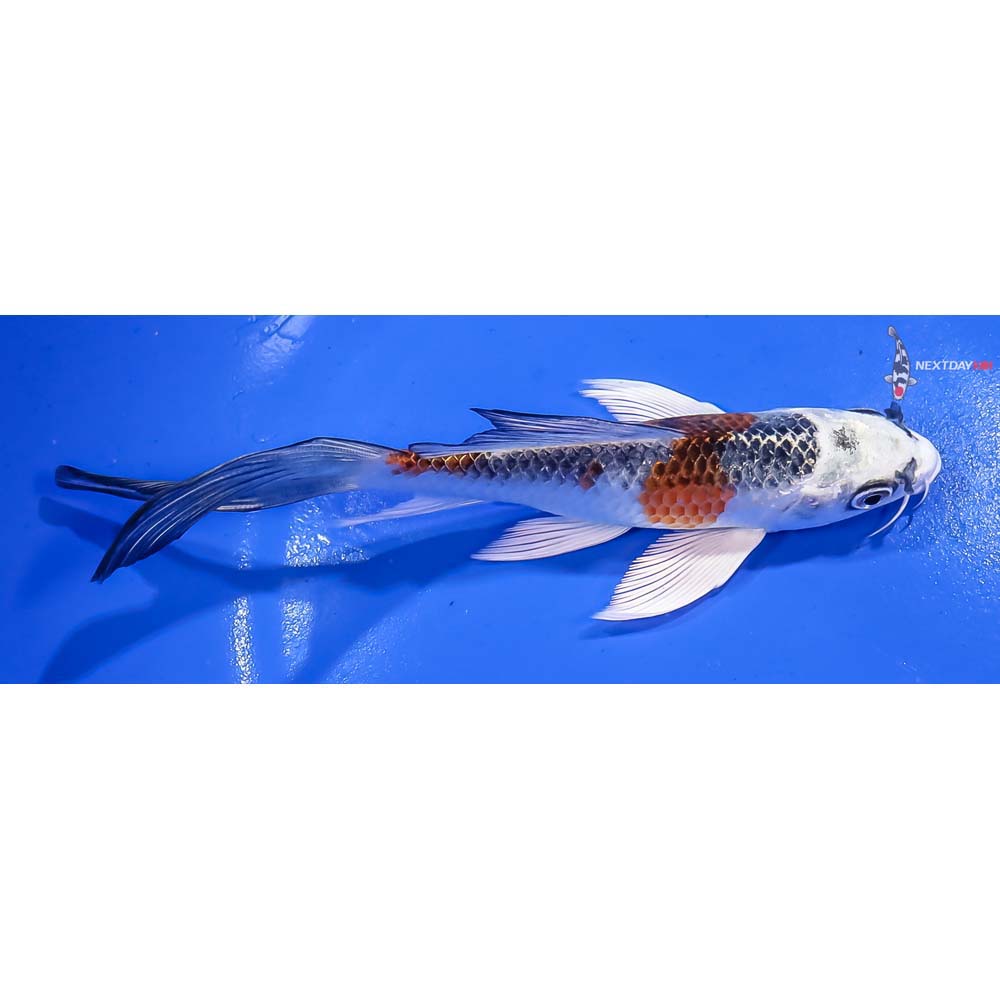5.5” Imported Kujaku Butterfly Koi - Image 2