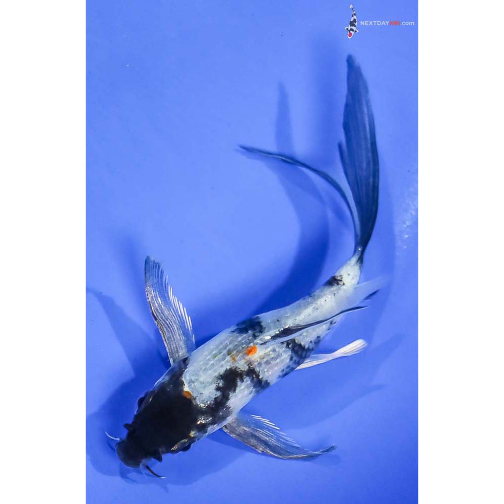 4.5” Imported Kin Showa Butterfly Koi