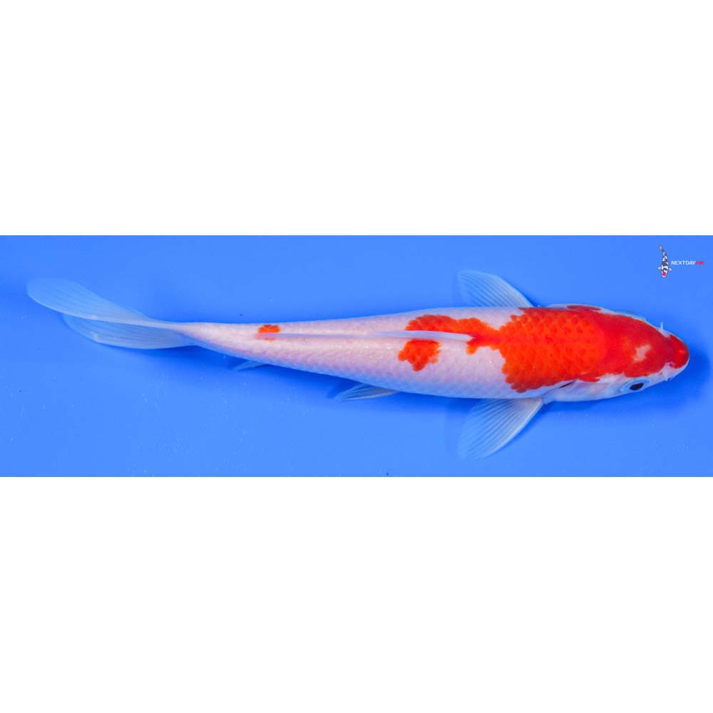 7” Imported Kohaku - Image 2