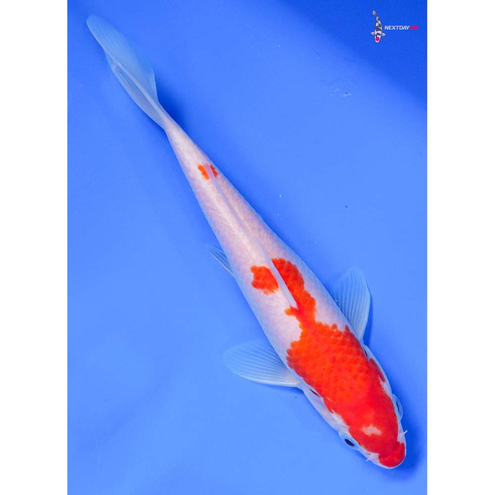 7” Imported Kohaku - Image 3