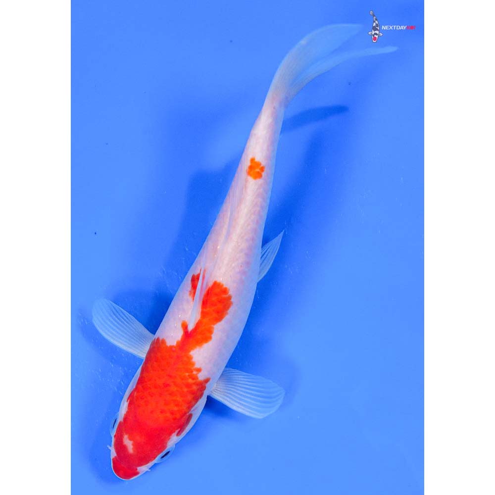 7” Imported Kohaku - Image 5