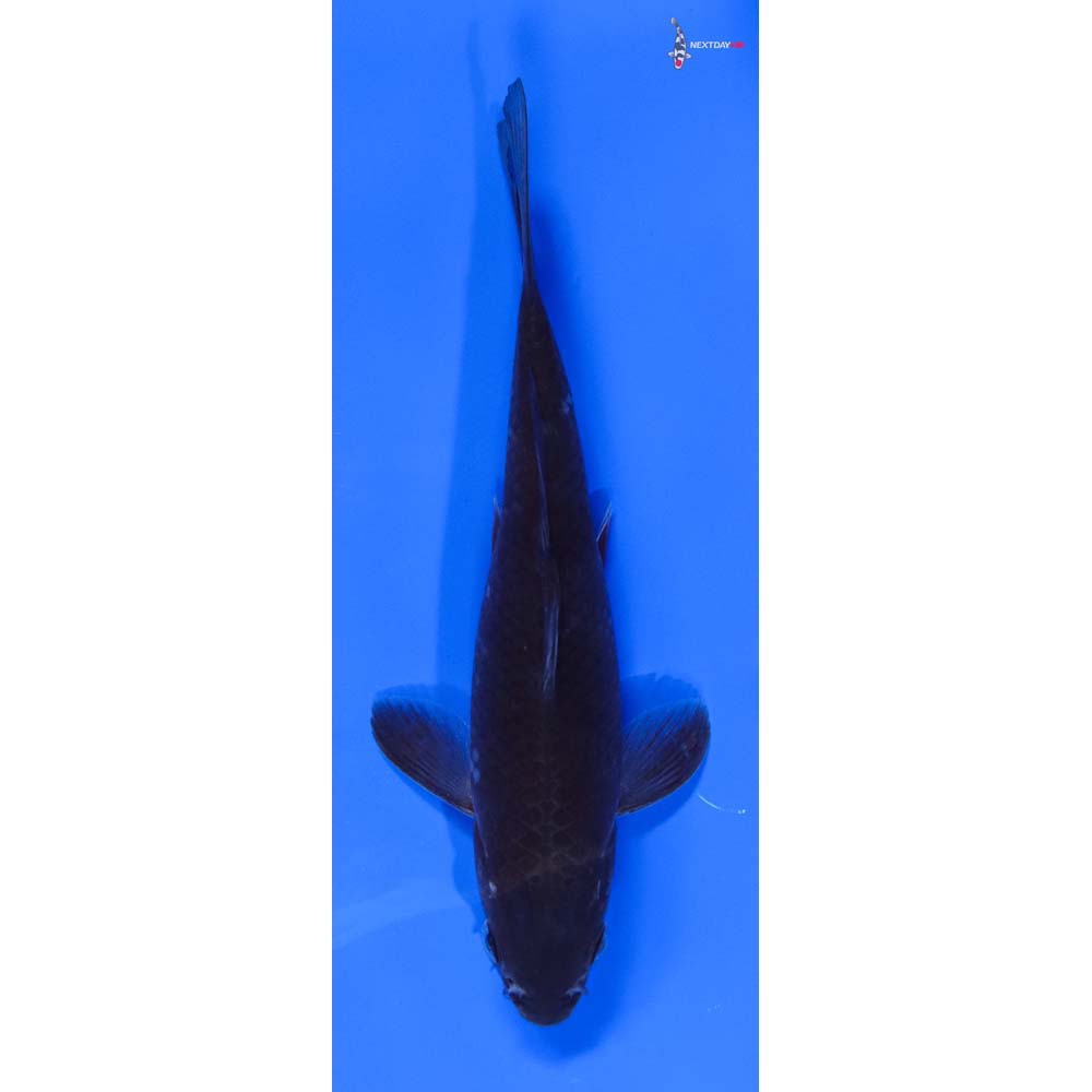 7” Imported Soragoi