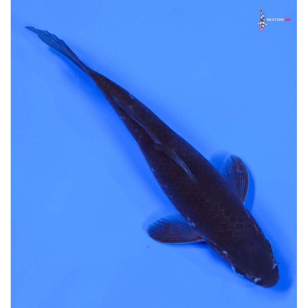 7” Imported Soragoi - Image 3