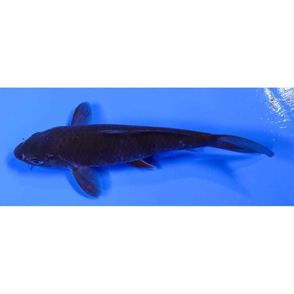 7” Imported Soragoi - Image 4