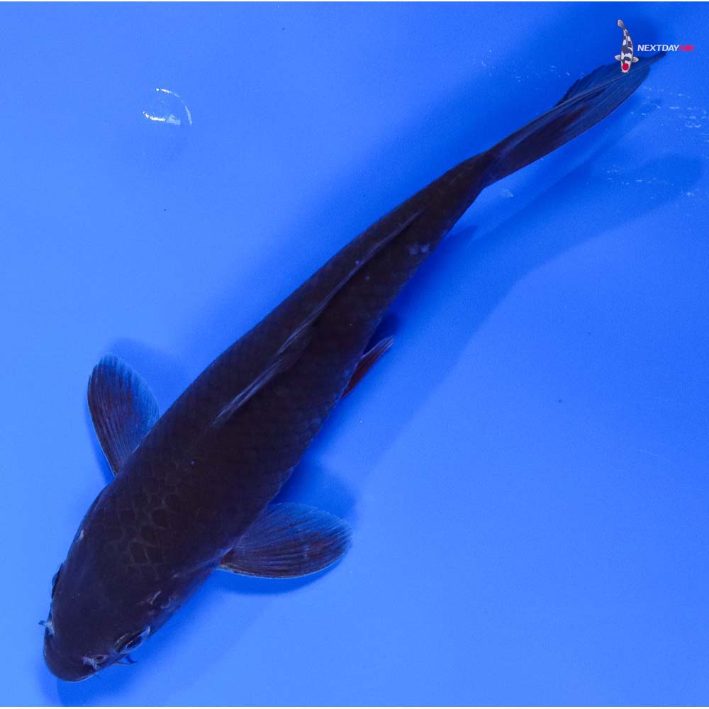 7” Imported Soragoi - Image 5