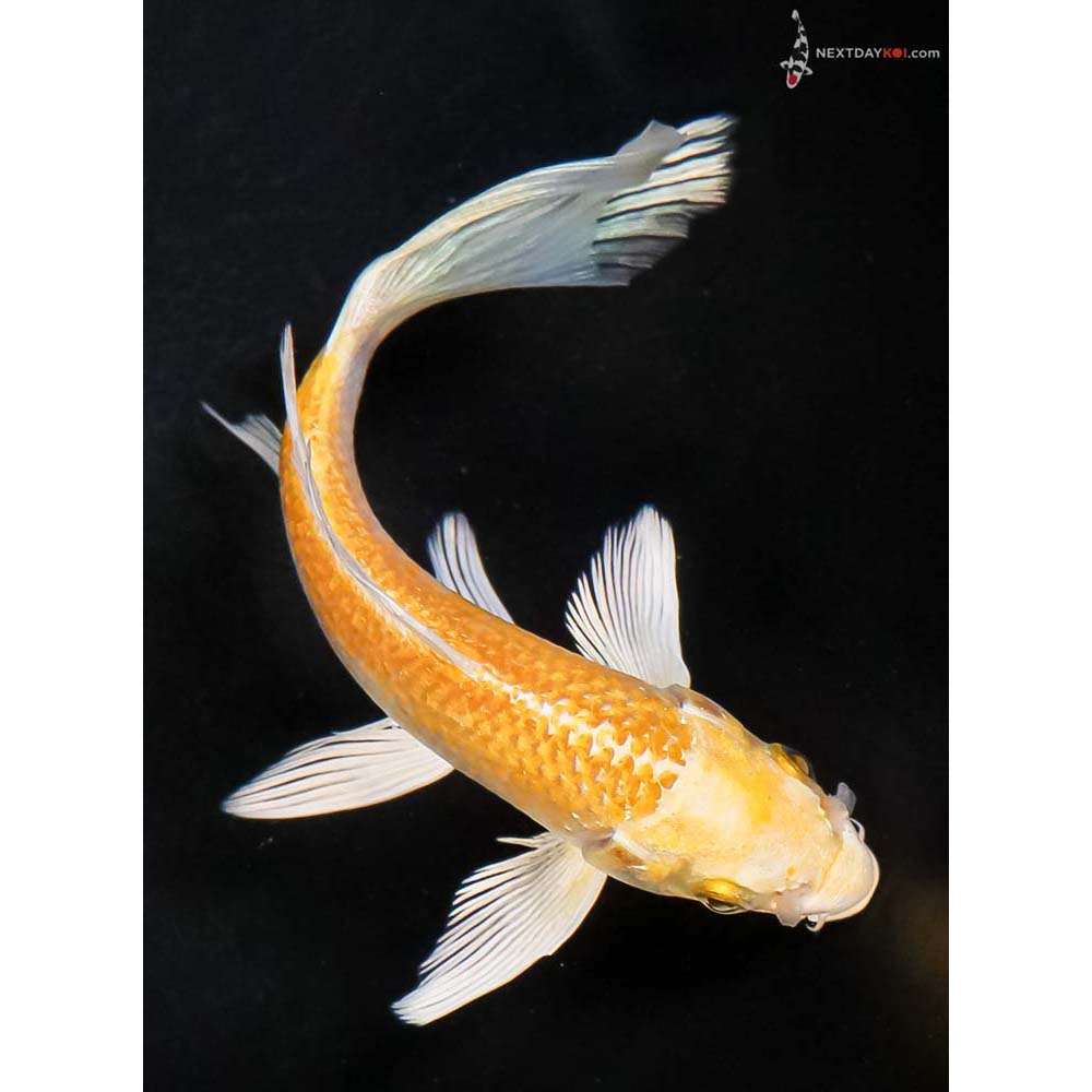 6” Imported Yamabuki Ogon Butterfly Koi