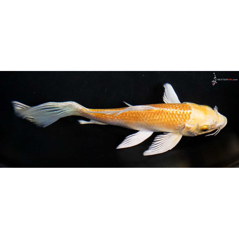 6” Imported Yamabuki Ogon Butterfly Koi - Image 2