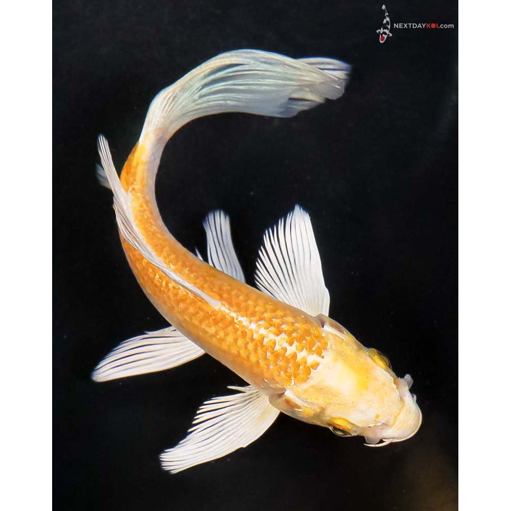 6” Imported Yamabuki Ogon Butterfly Koi - Image 3