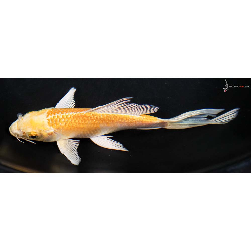 6” Imported Yamabuki Ogon Butterfly Koi - Image 4