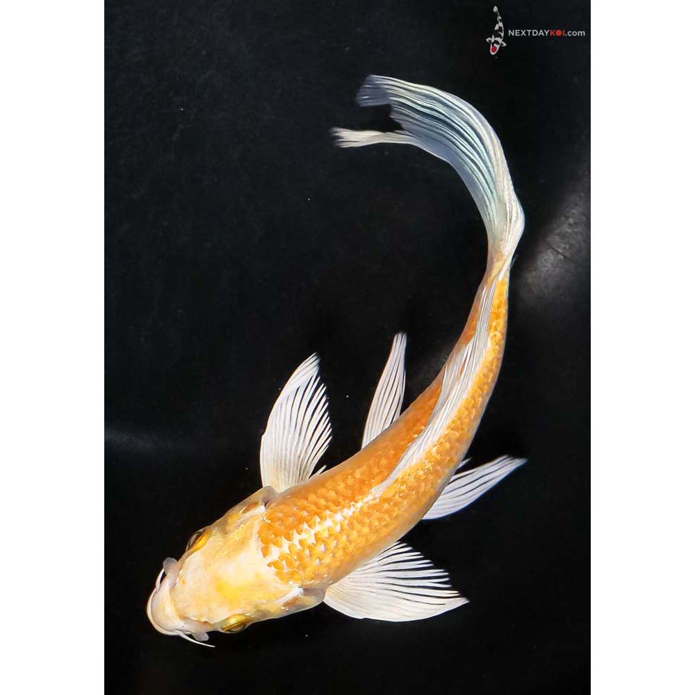 6” Imported Yamabuki Ogon Butterfly Koi - Image 5