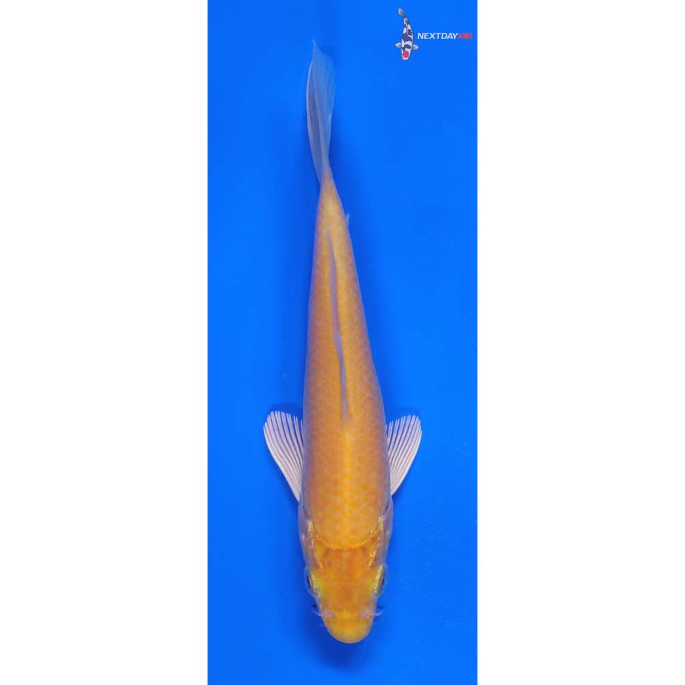 5.5” Imported Karashigoi