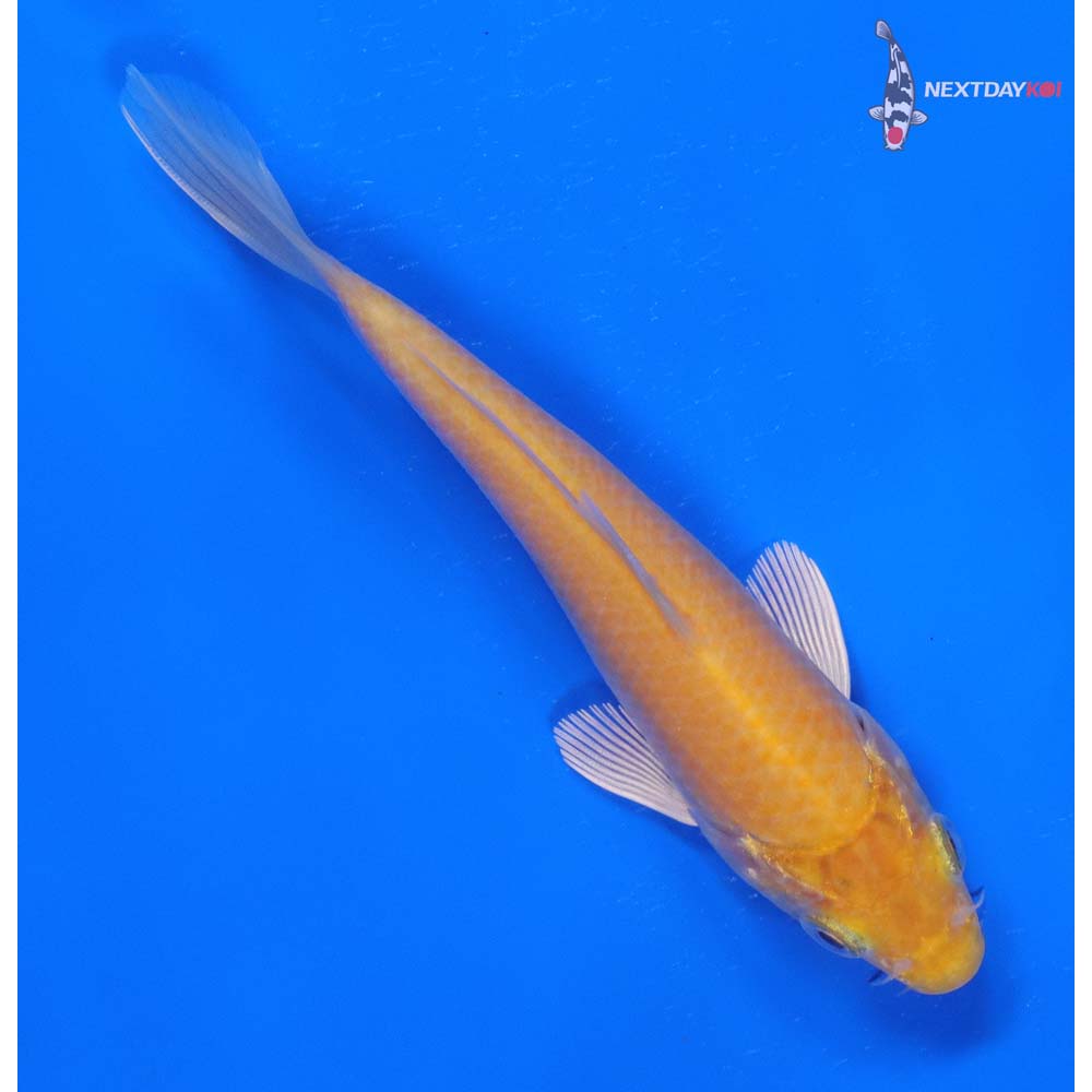 5.5” Imported Karashigoi - Image 3