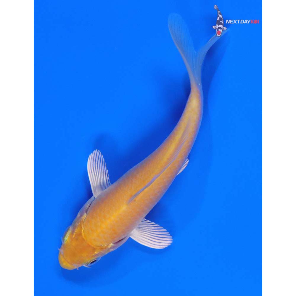 5.5” Imported Karashigoi - Image 5