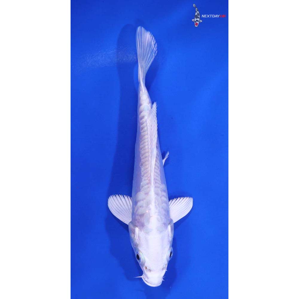 5.5” Imported Doitsu Platinum Ogon