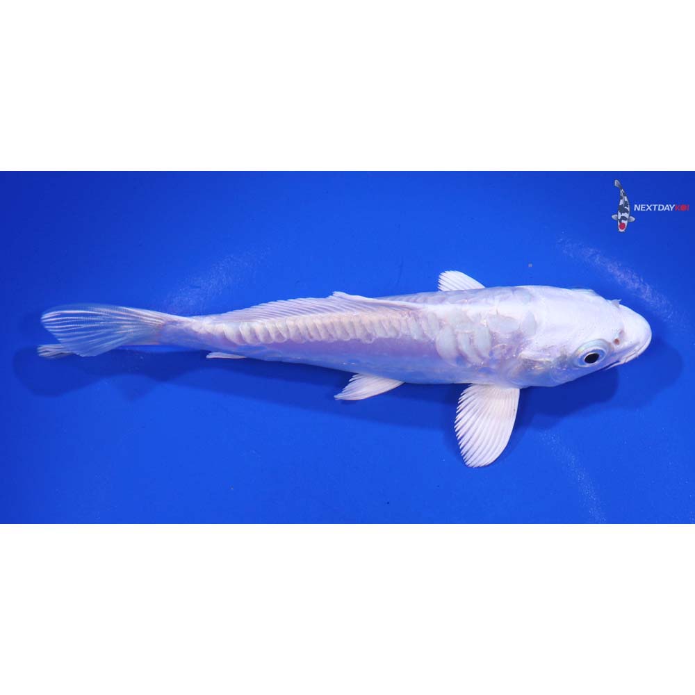 5.5” Imported Doitsu Platinum Ogon - Image 2