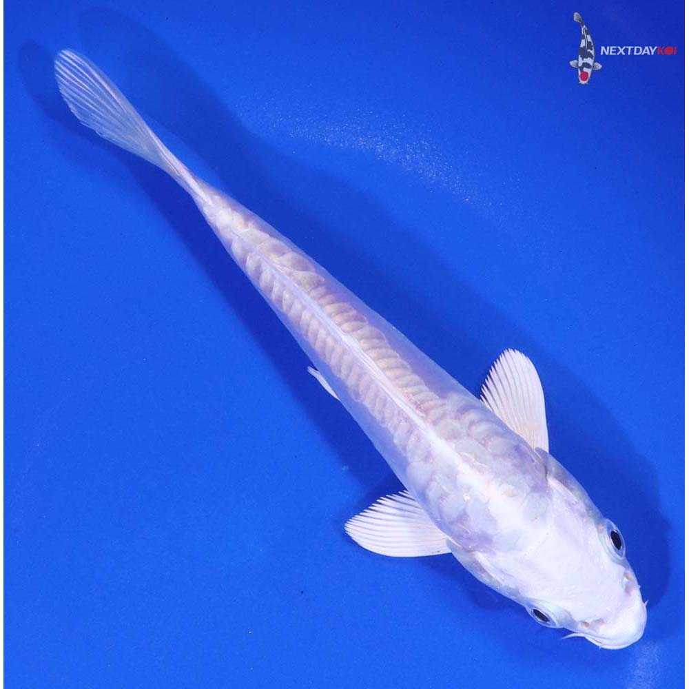 5.5” Imported Doitsu Platinum Ogon - Image 3