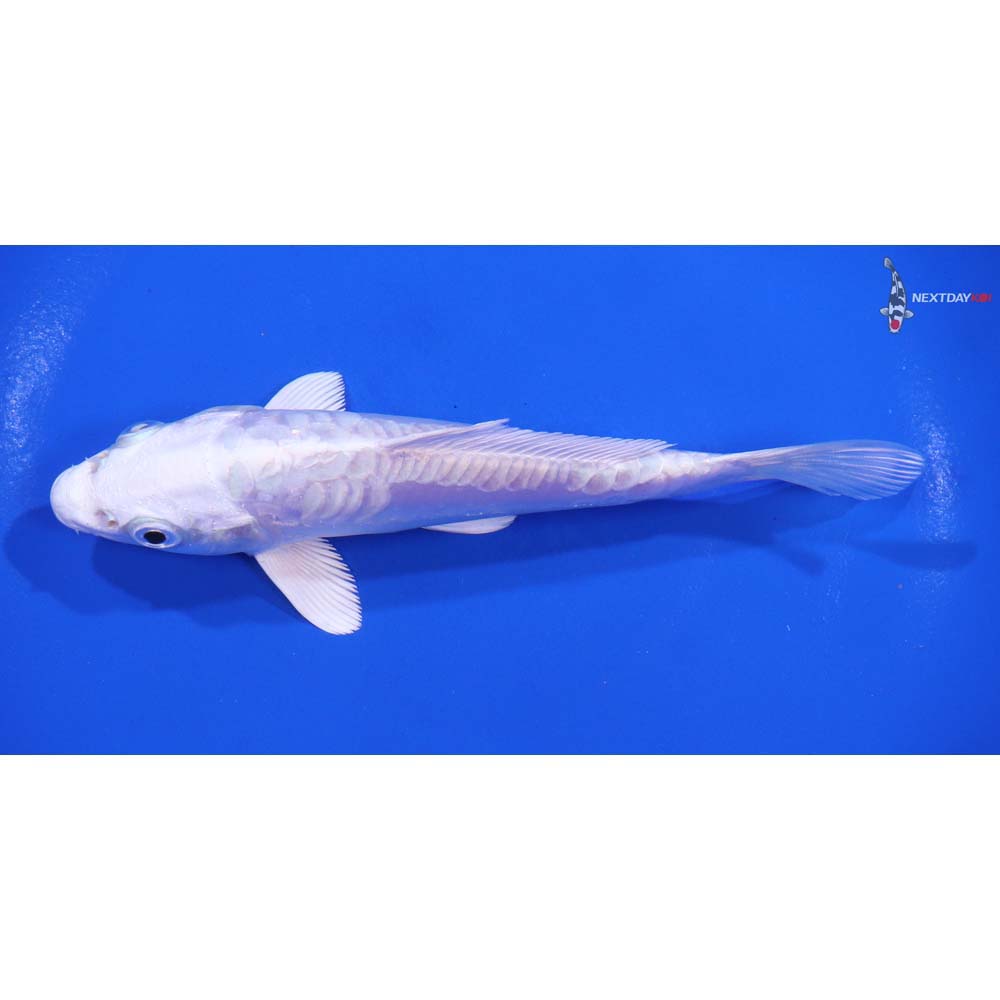 5.5” Imported Doitsu Platinum Ogon - Image 4