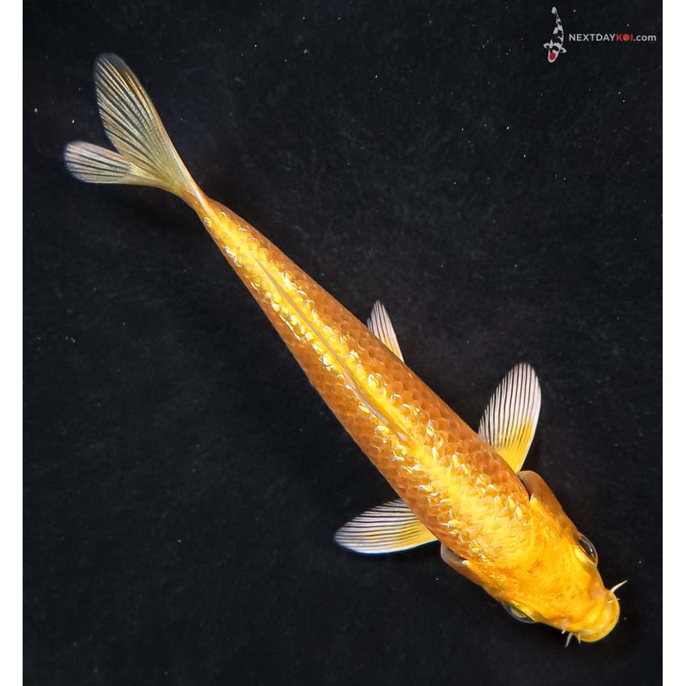 4.5” Imported Gin Rin Yamabuki Ogon - Image 3