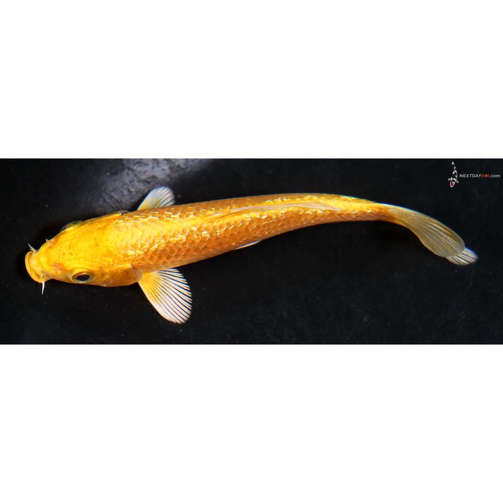 4.5” Imported Gin Rin Yamabuki Ogon - Image 4