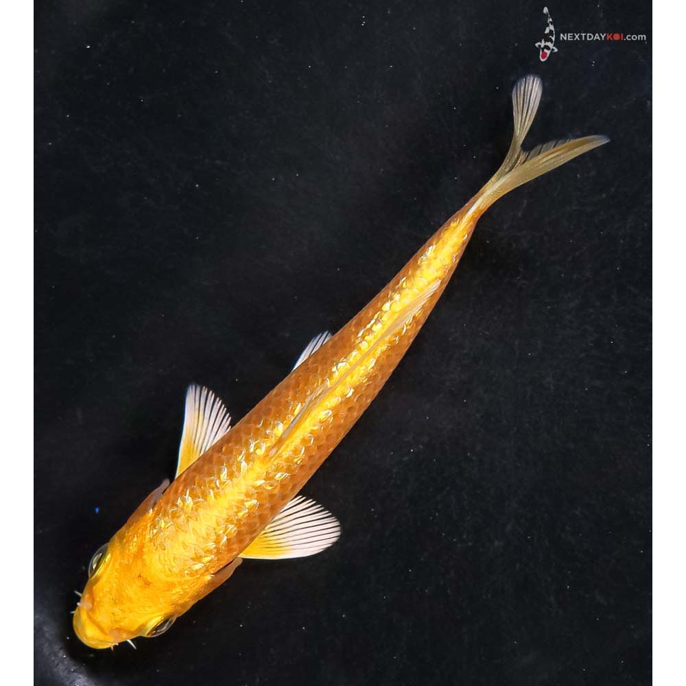 4.5” Imported Gin Rin Yamabuki Ogon - Image 5